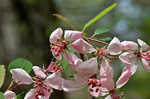 Southern crabapple